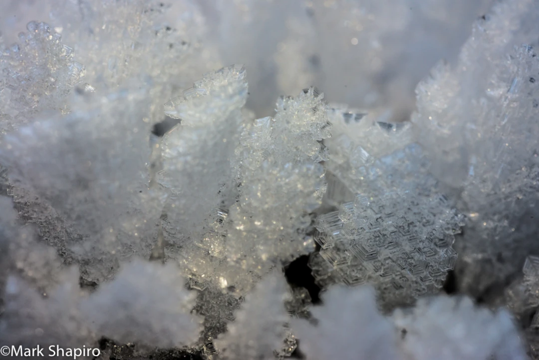 Elements-Ground Frost-357