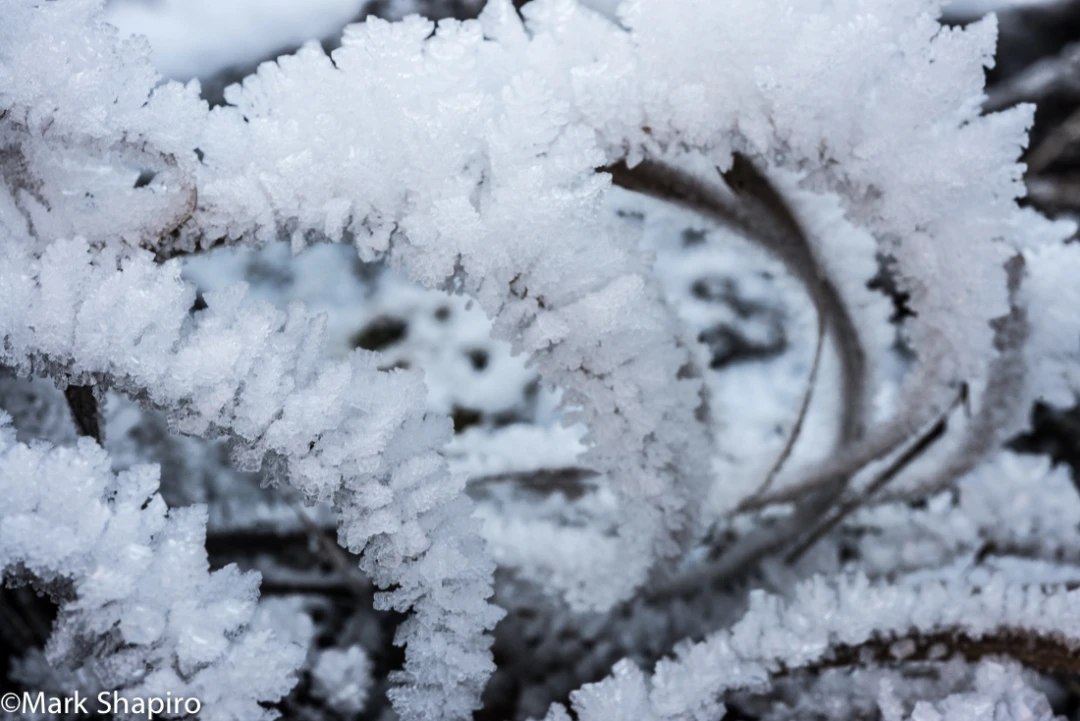 Elements-Ground Frost-360
