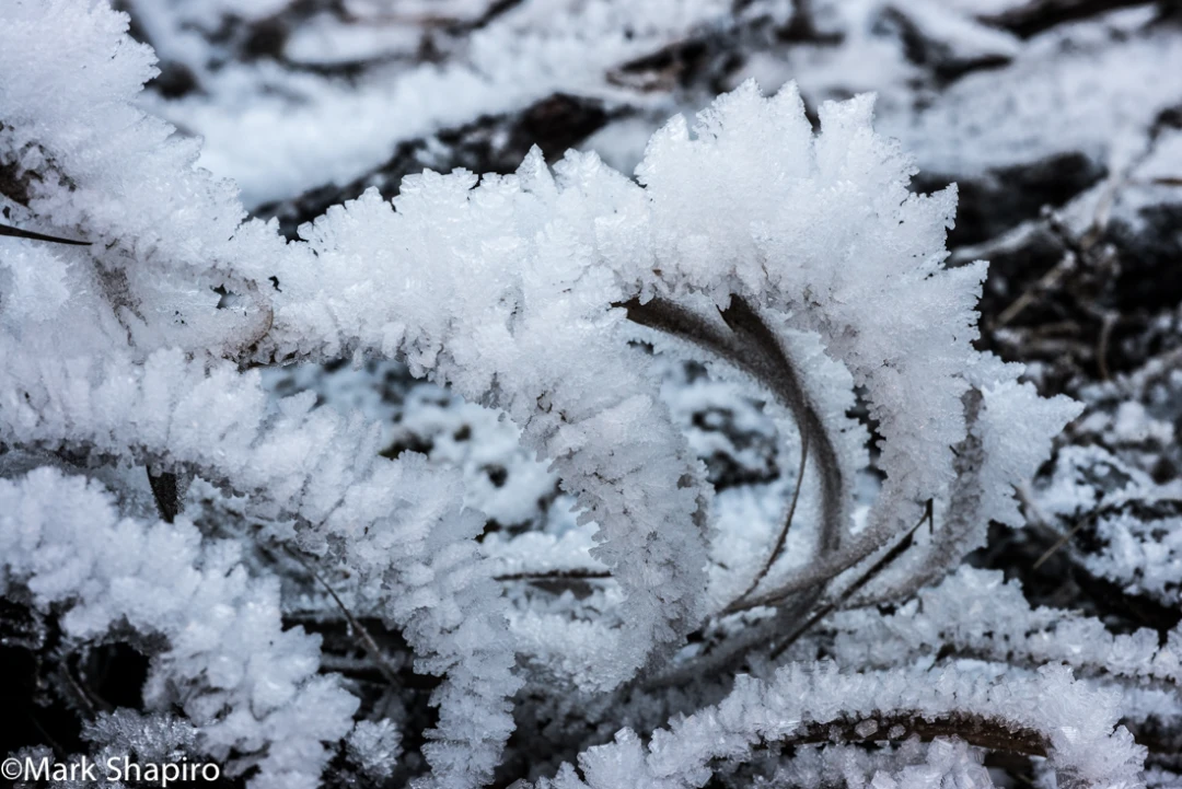 Elements-Ground Frost-361