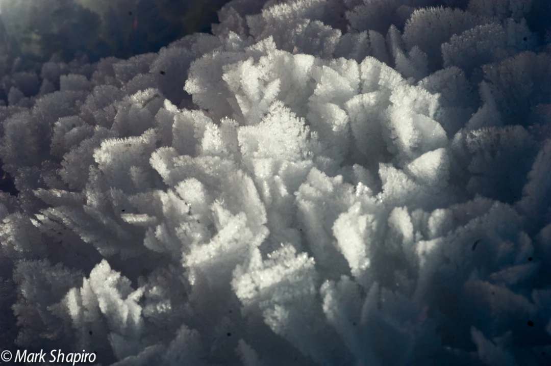 Elements-Ground Frost-36