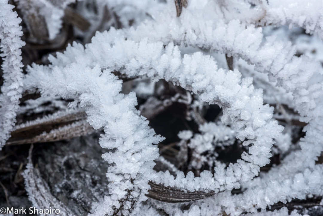 Elements-Ground Frost-362