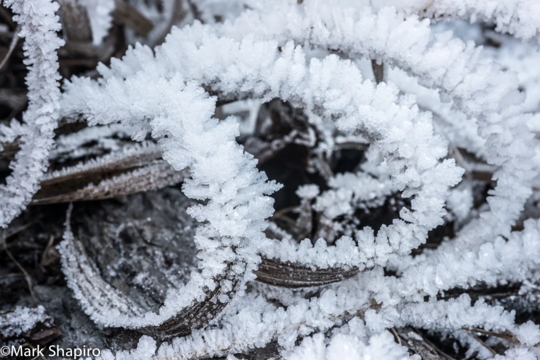 Elements-Ground Frost-363