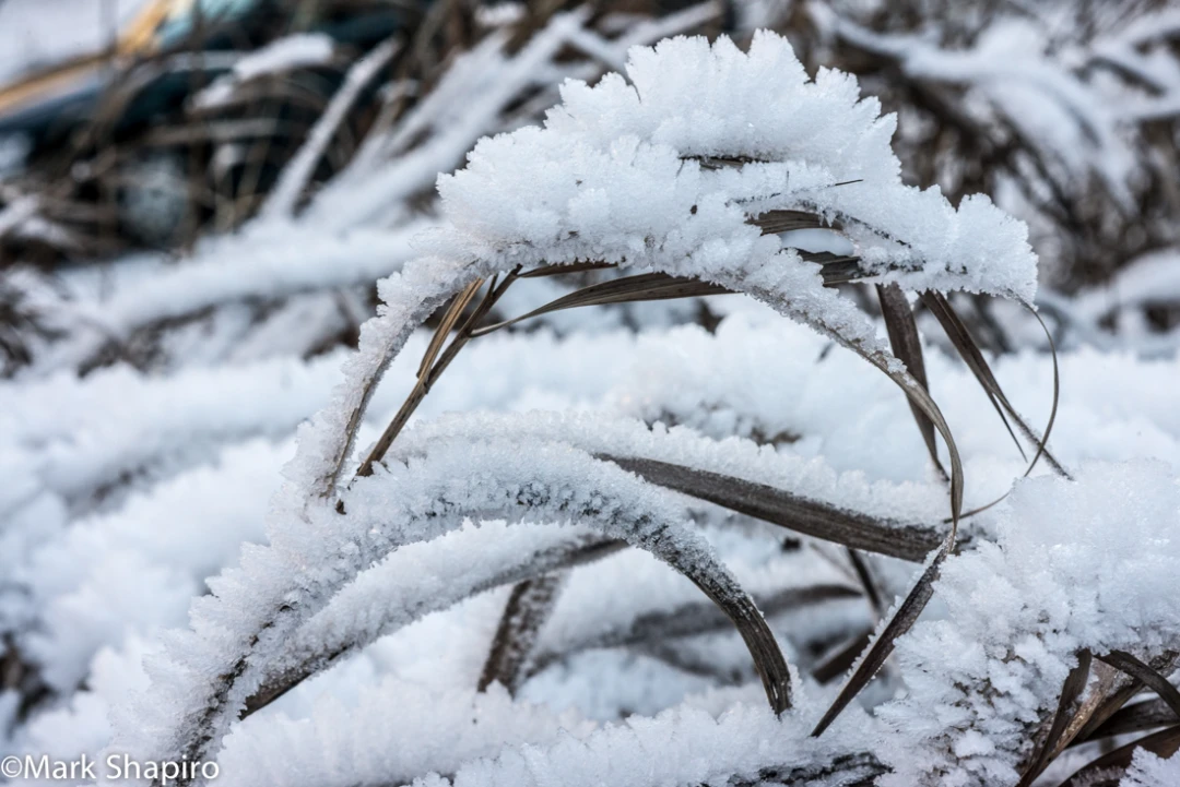 Elements-Ground Frost-364