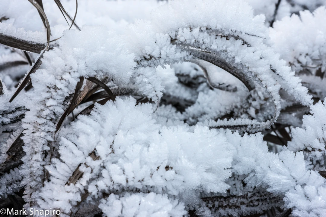 Elements-Ground Frost-365