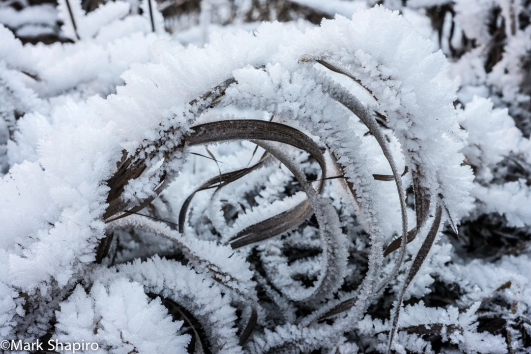 Elements-Ground Frost-366