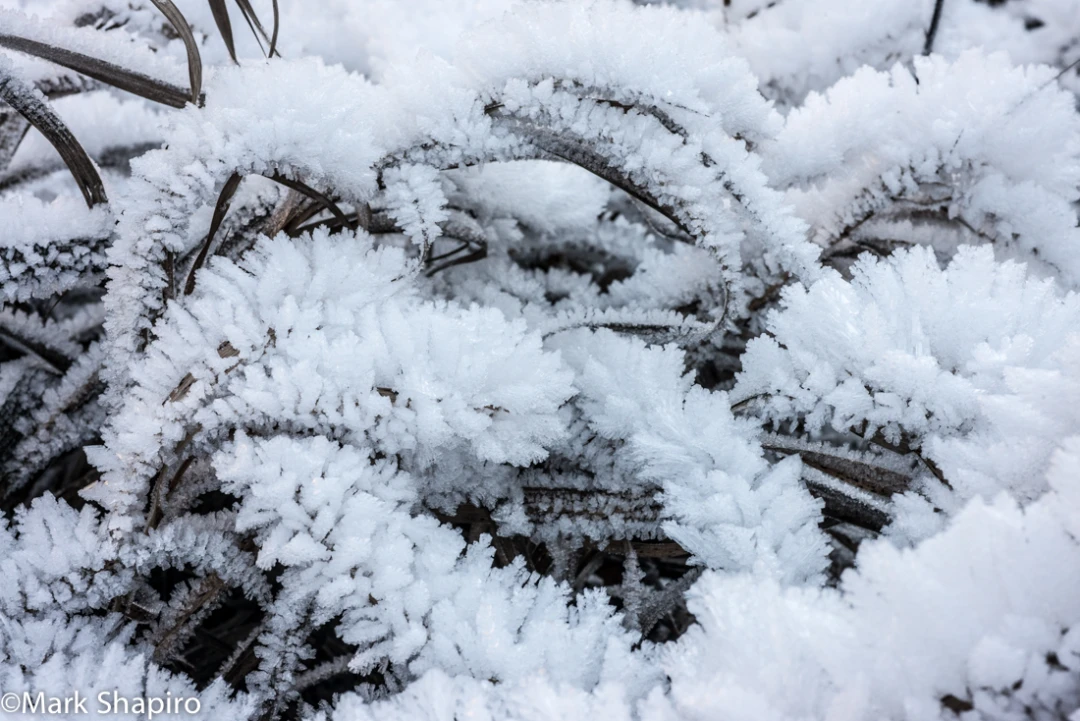 Elements-Ground Frost-367