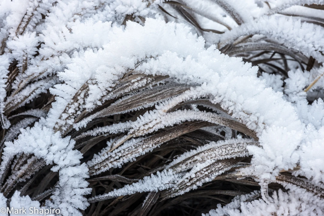 Elements-Ground Frost-368