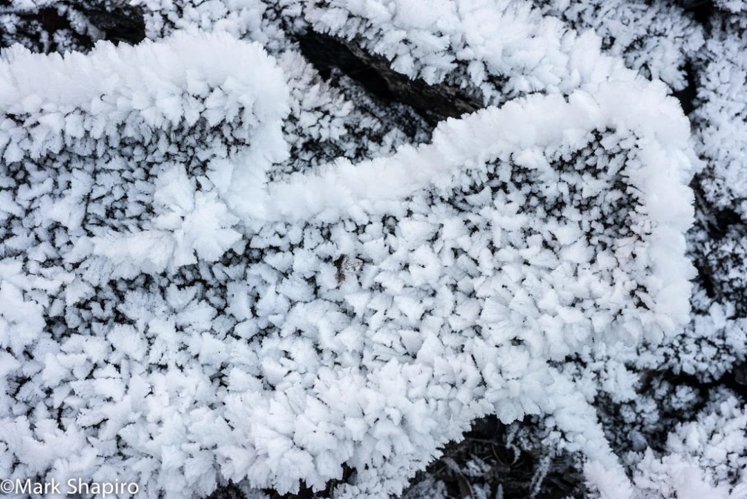 Elements-Ground Frost-369