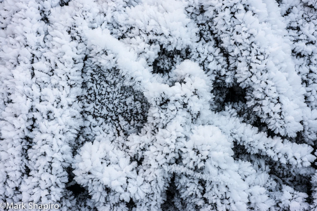 Elements-Ground Frost-370