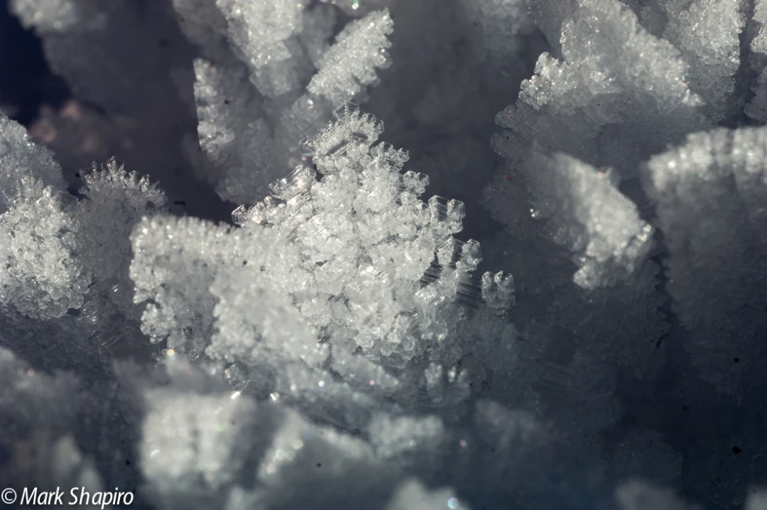 Elements-Ground Frost-37
