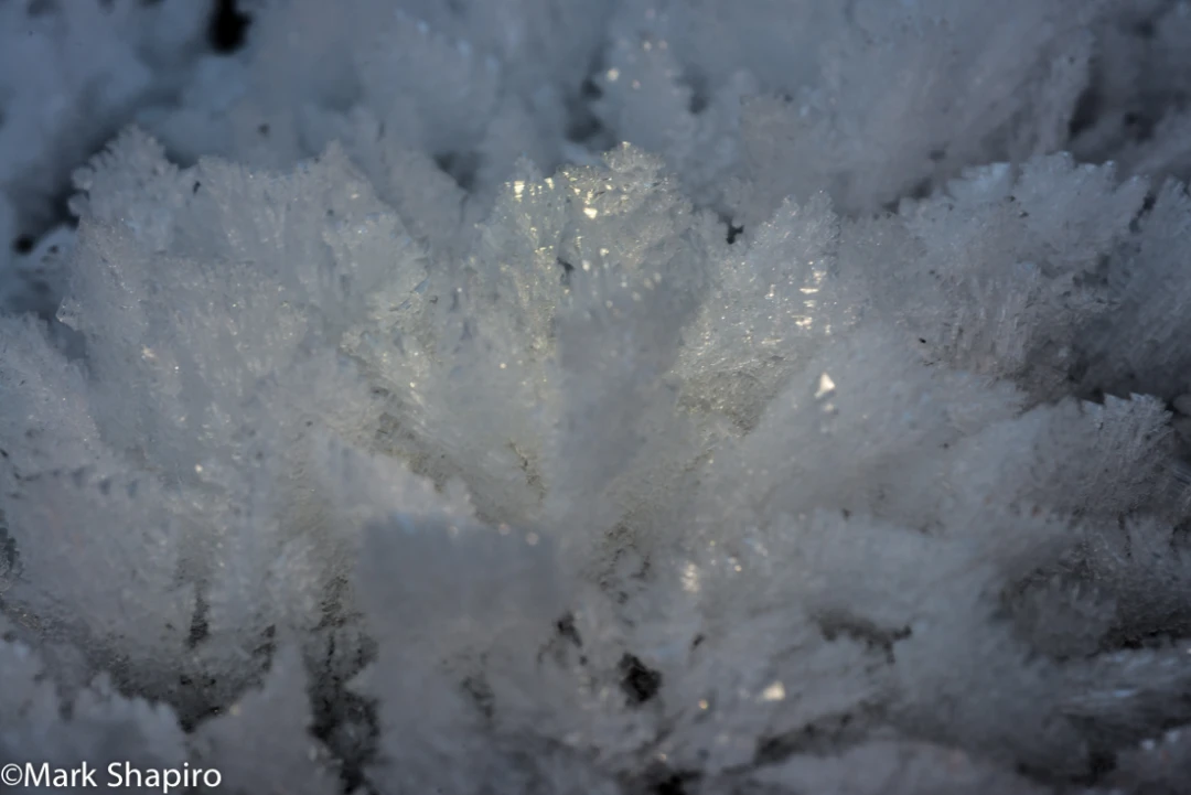Elements-Ground Frost-372
