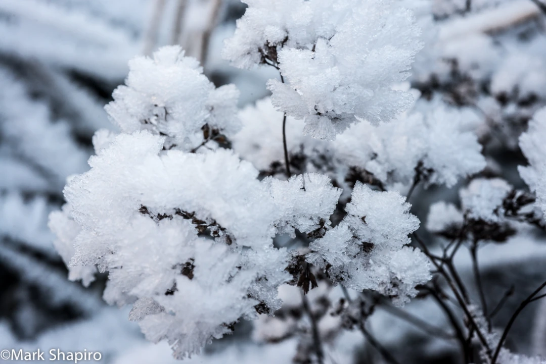 Elements-Ground Frost-373