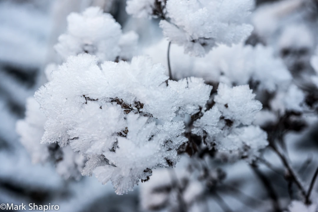 Elements-Ground Frost-374