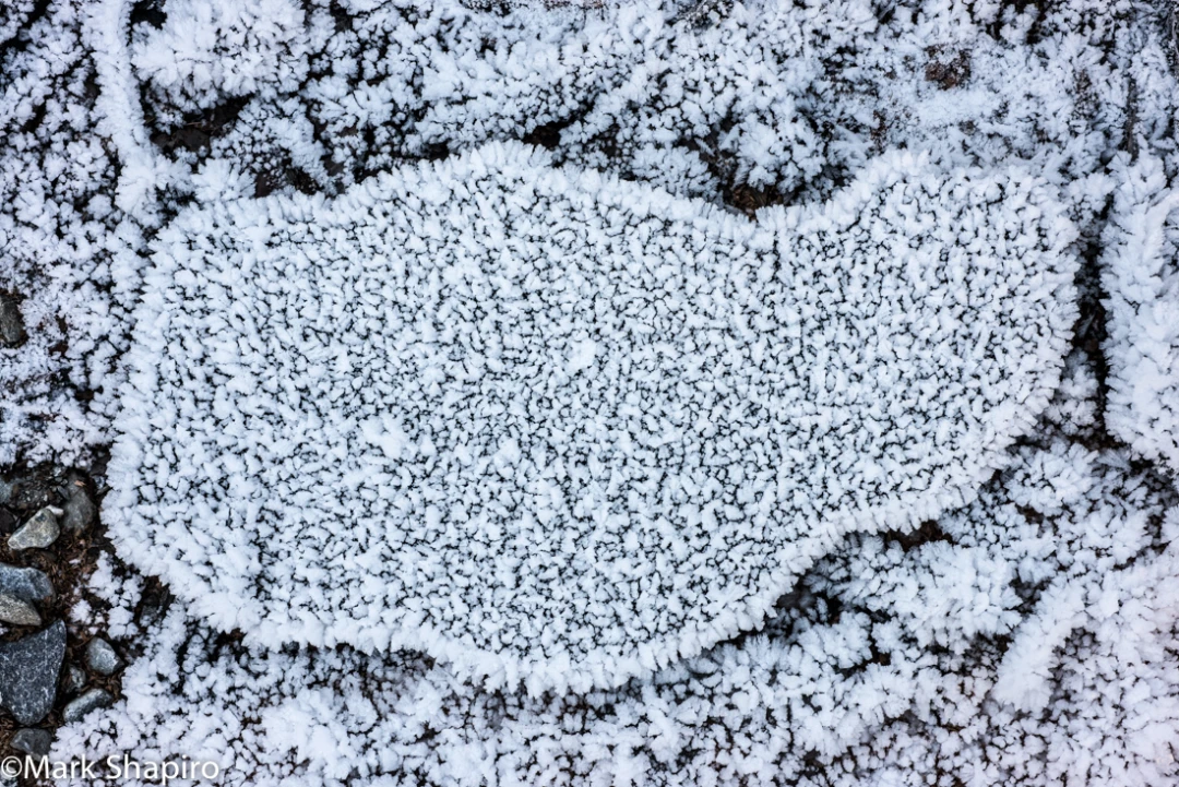Elements-Ground Frost-376