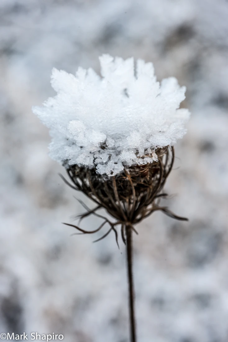 Elements-Ground Frost-377