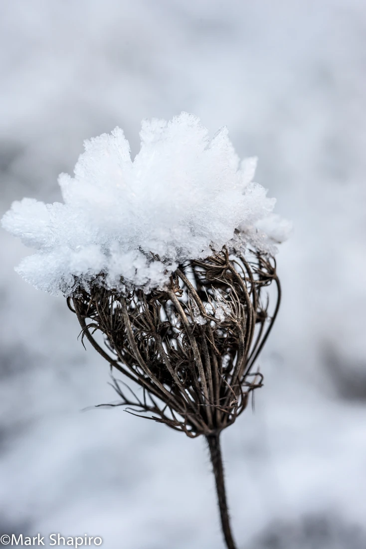 Elements-Ground Frost-378