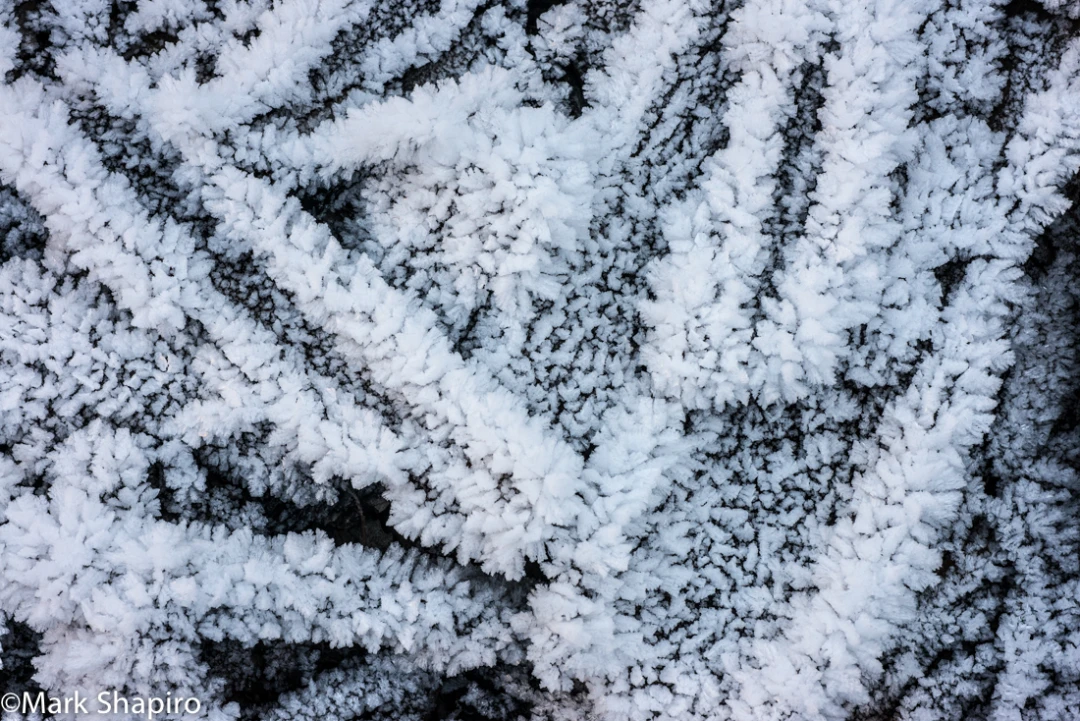 Elements-Ground Frost-379