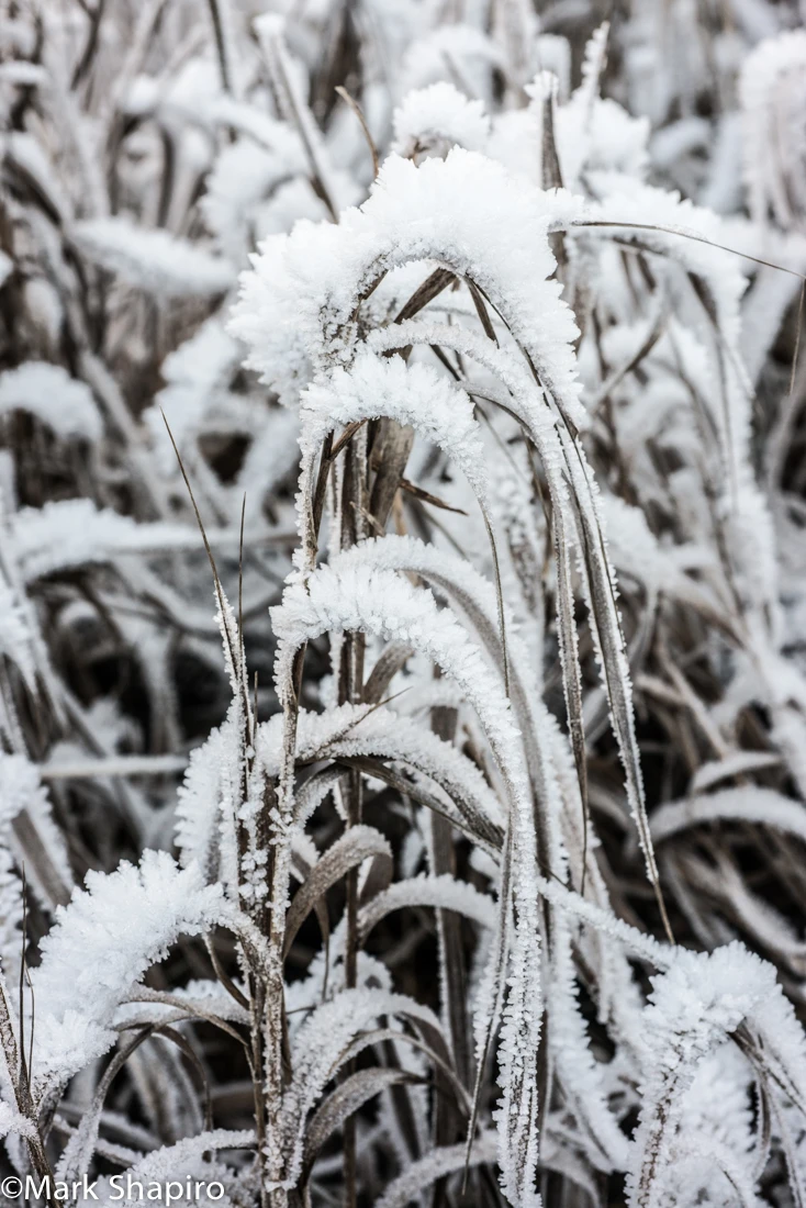 Elements-Ground Frost-381
