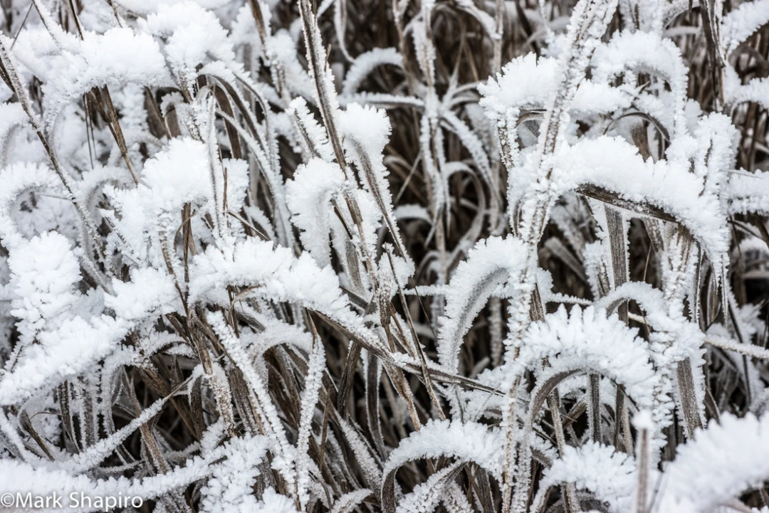 Elements-Ground Frost-382
