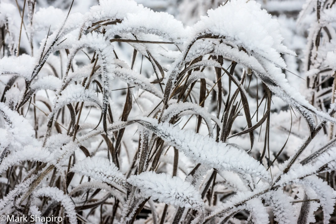 Elements-Ground Frost-383
