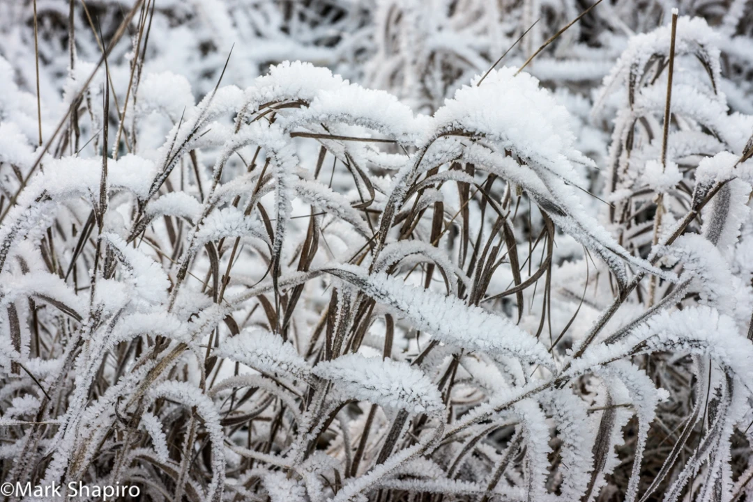 Elements-Ground Frost-384