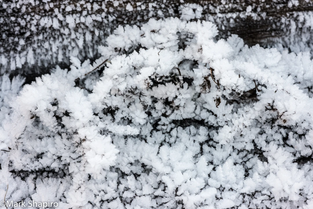 Elements-Ground Frost-386