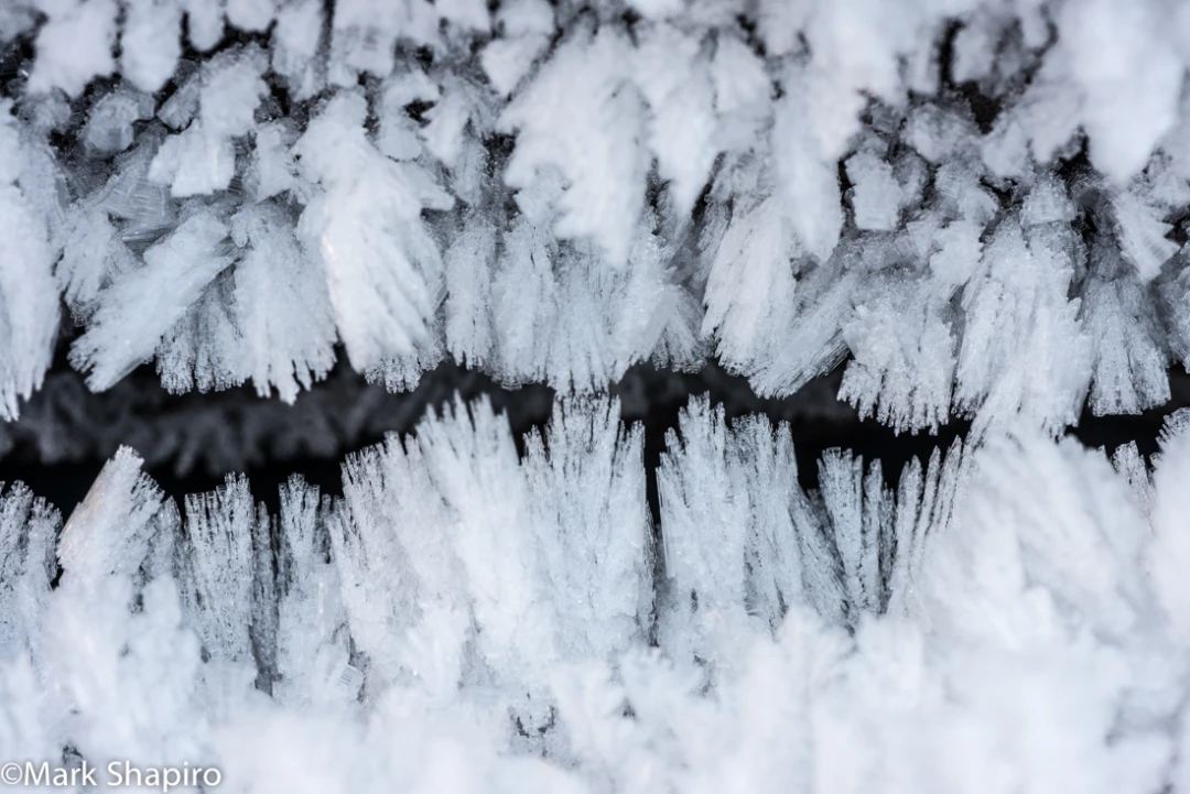 Elements-Ground Frost-388