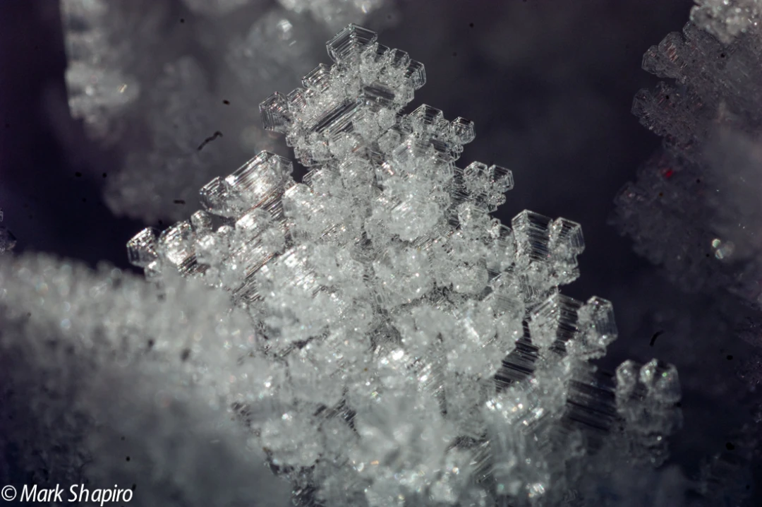Elements-Ground Frost-39