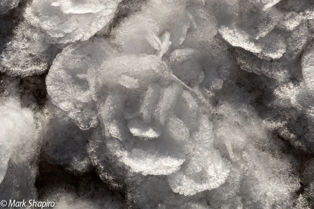 Elements-Ground Frost-45