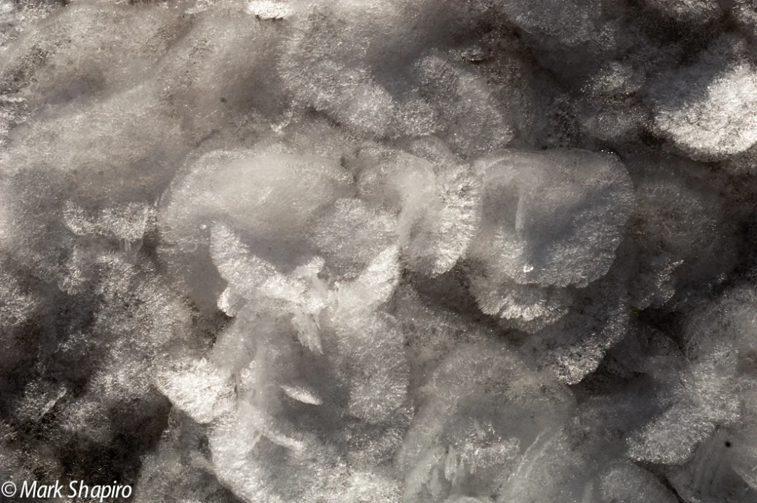 Elements-Ground Frost-46