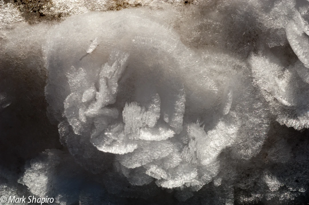 Elements-Ground Frost-48
