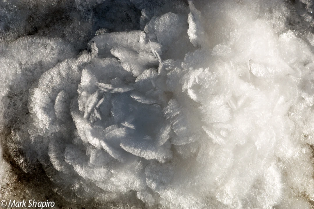 Elements-Ground Frost-55