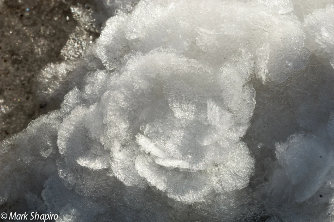 Elements-Ground Frost-64