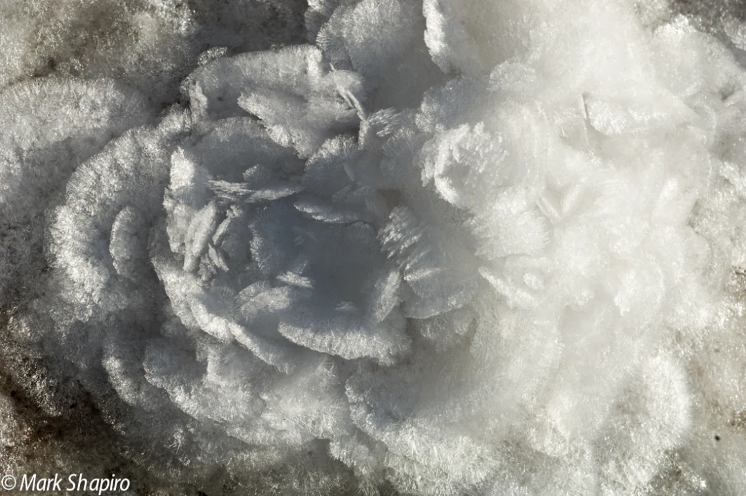 Elements-Ground Frost-65
