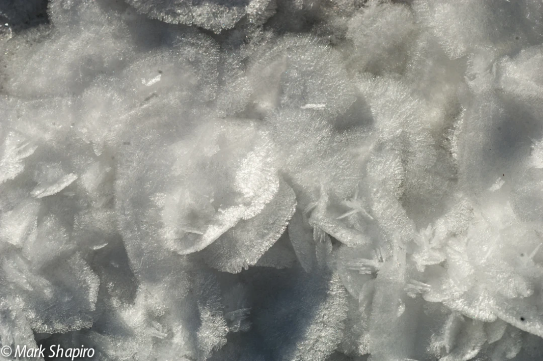 Elements-Ground Frost-66