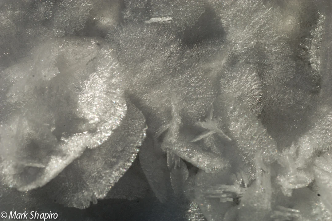 Elements-Ground Frost-67