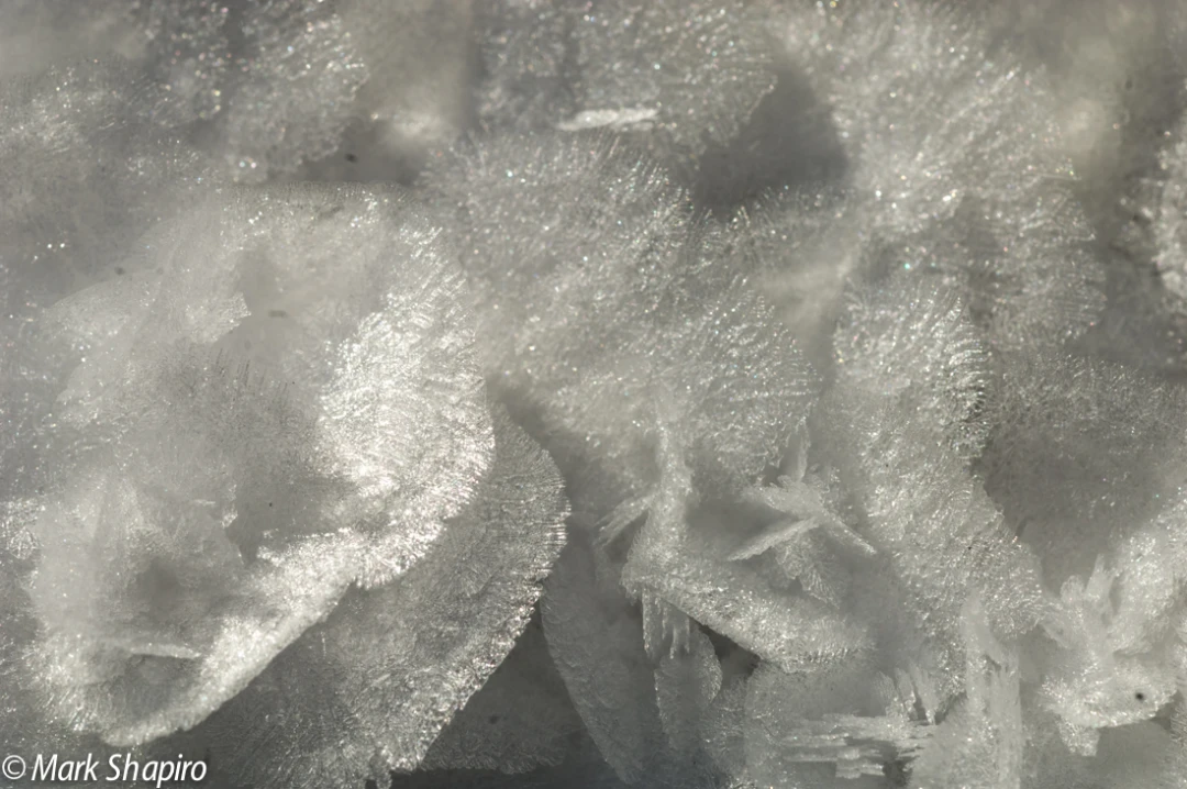 Elements-Ground Frost-68