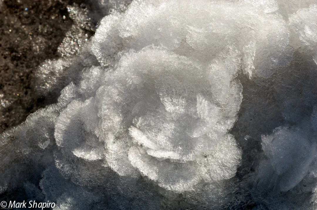 Elements-Ground Frost-69