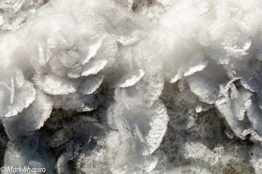 Elements-Ground Frost-72