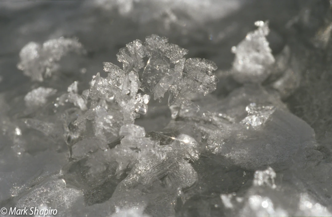 Elements-Ground Frost-76