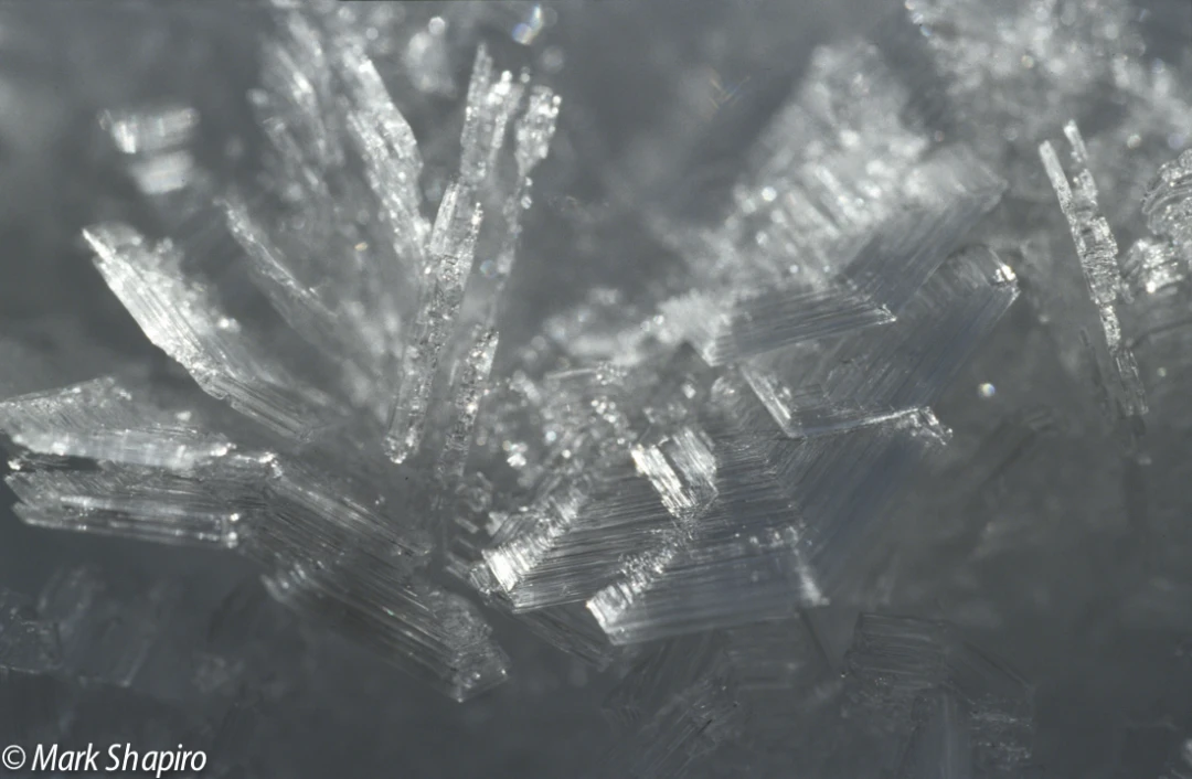 Elements-Ground Frost-78