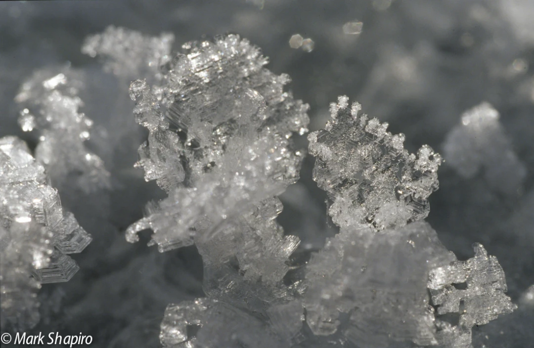 Elements-Ground Frost-80