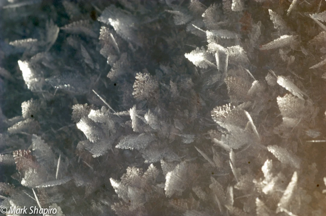 Elements-Ground Frost-88