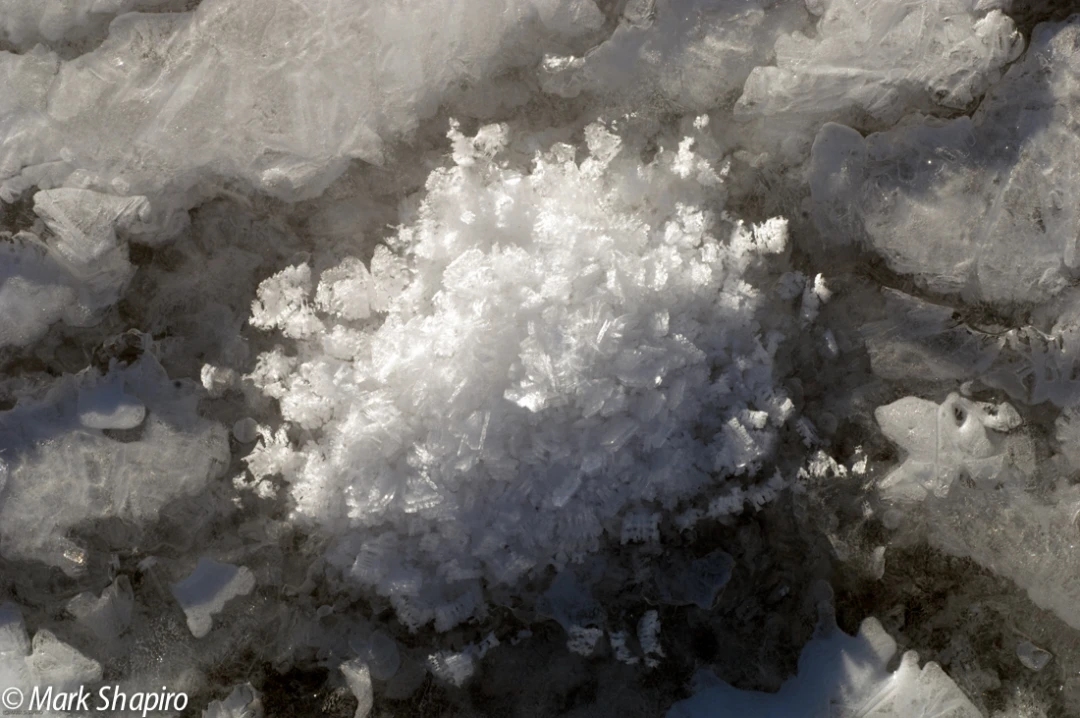 Elements-Ground Frost-90