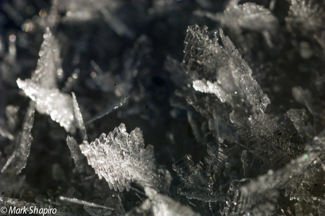 Elements-Ground Frost-91