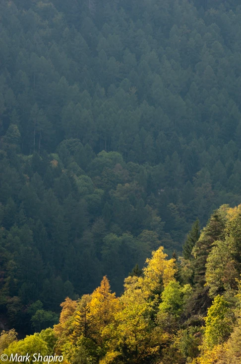 Elements-Trees-100