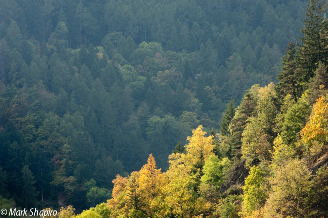 Elements-Trees-101