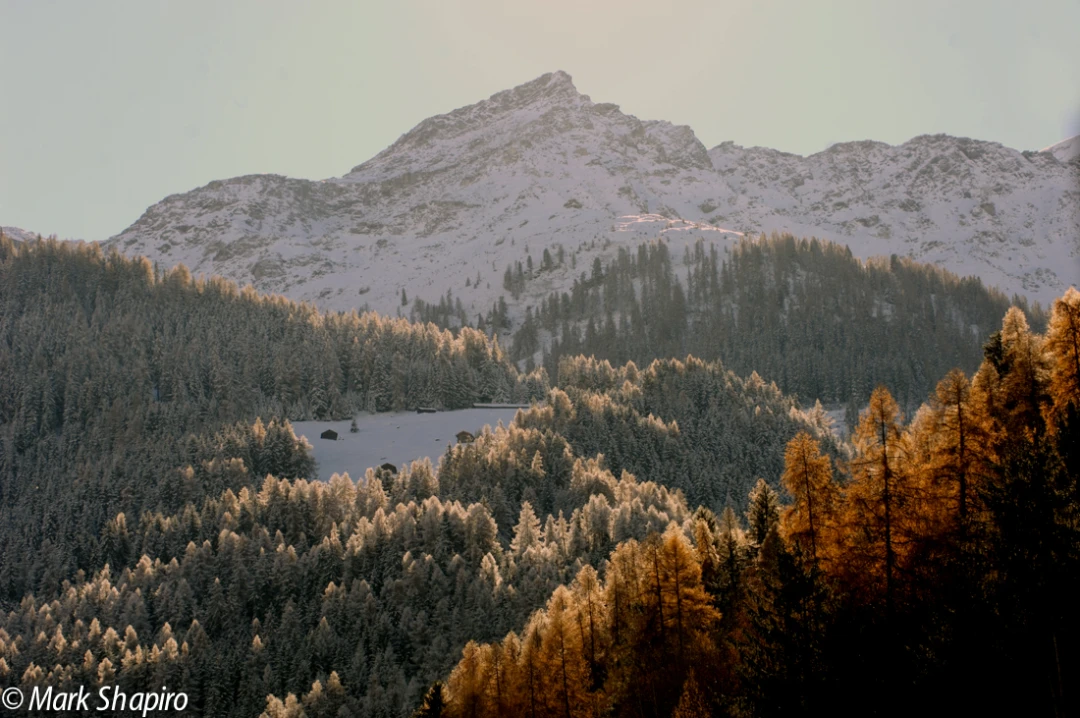 Elements-Trees-10