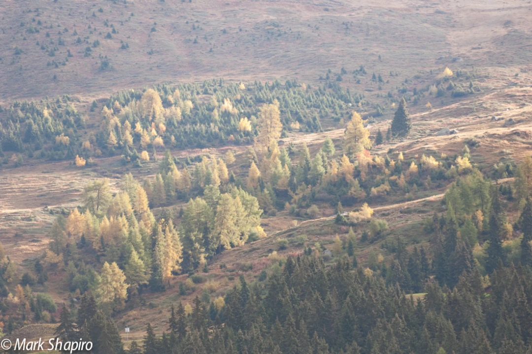 Elements-Trees-104