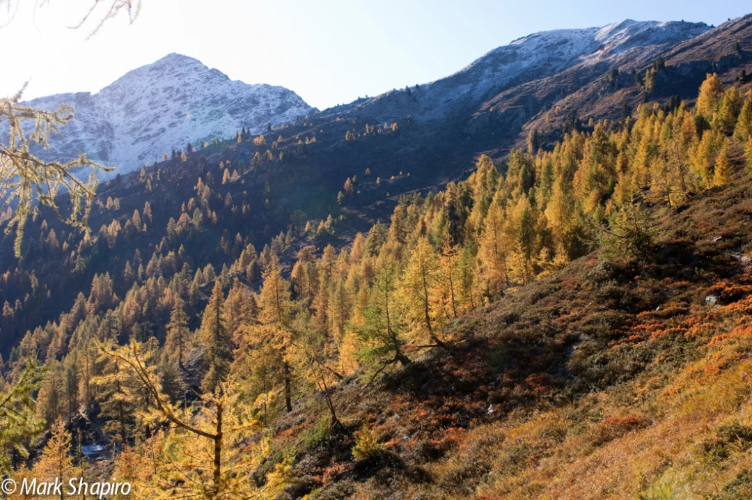 Elements-Trees-106